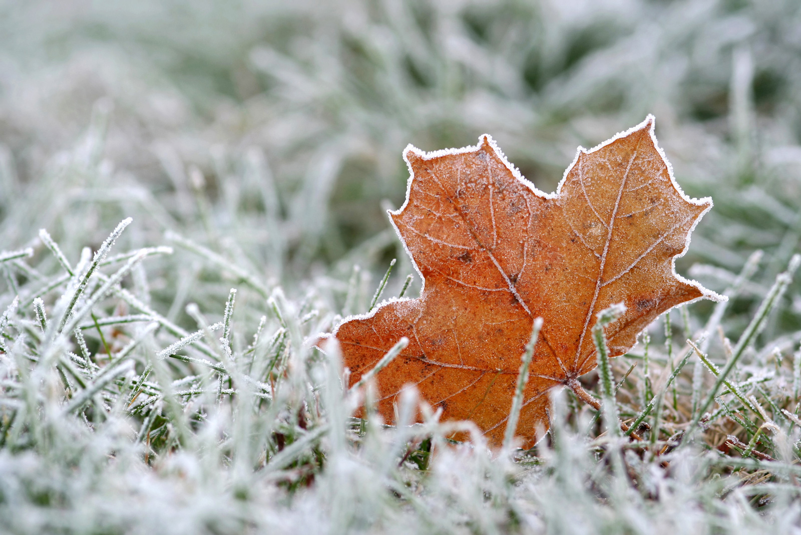 Ice covered leaf in frosty grass